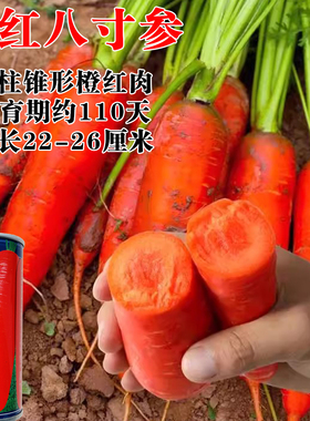 三红八寸参胡萝卜种子甜脆水果罗卜春秋四季蔬菜种子橙红色糖度高