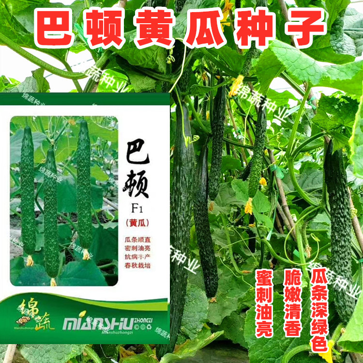 巴顿青黄瓜油亮刺青绿皮口感好