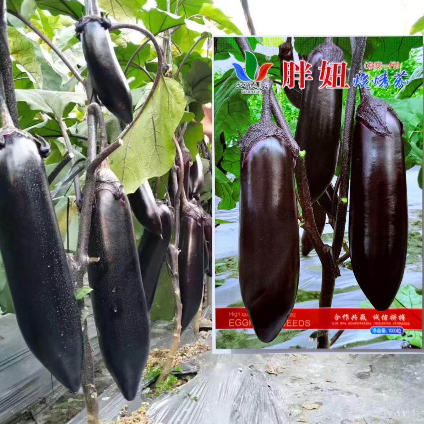 胖妞烧烤茄种子粗棒口感甜糯中熟春秋播农家菜园基地紫黑长茄种籽