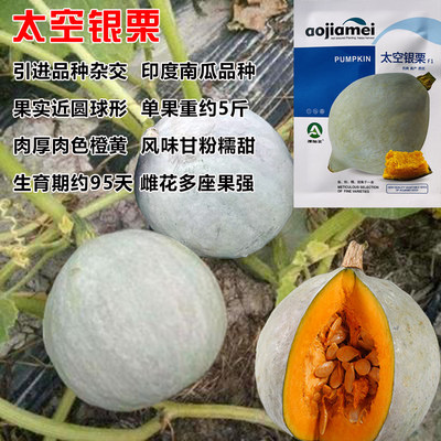 太空银栗南瓜种子白皮银栗南瓜种籽板栗味香甜粉糯蔬菜四季
