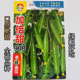 加倍甜908黄瓜绿肉全种子雌性水果甜脆强磁全雌全香脆清香绿瓤
