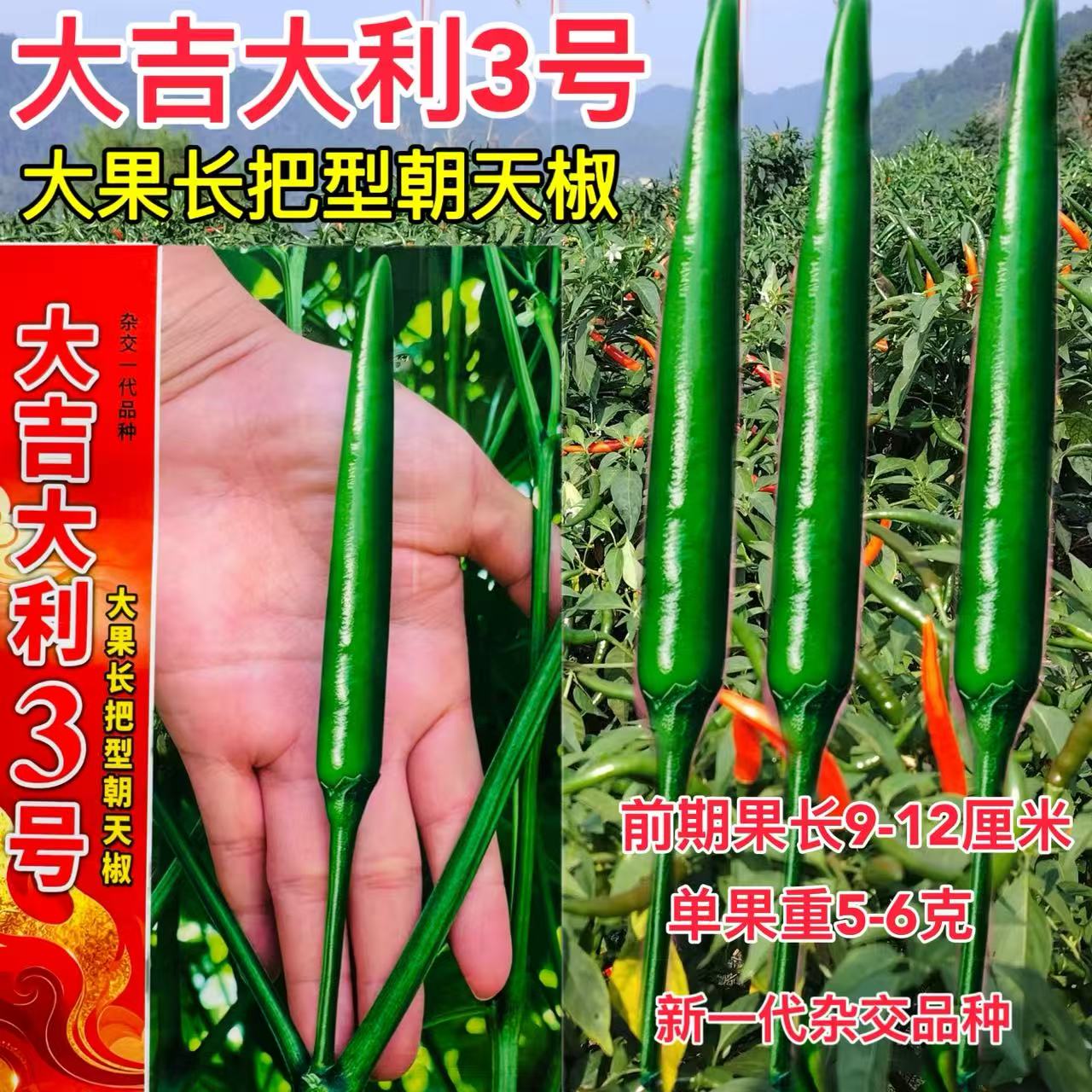 大吉大利3号辣椒种子长把大果中晚熟朝天椒种籽高产抗病杂交春秋