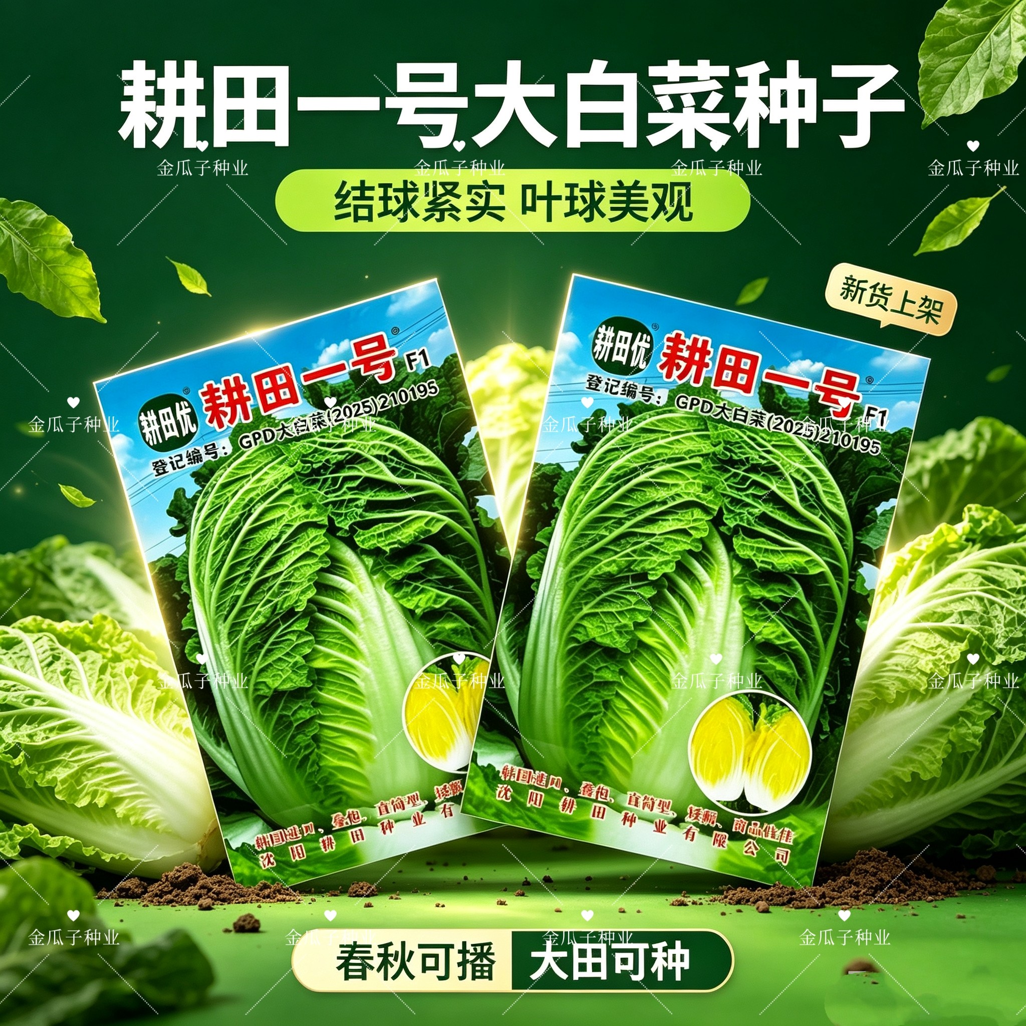 韩国进口耕田一号大白菜种子大颗黄心超矮抗病原装正品秋白菜种子