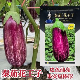 秦茄花王子茄子种子中早熟杂交花茄子种籽皮色油亮短棒形花茄种子
