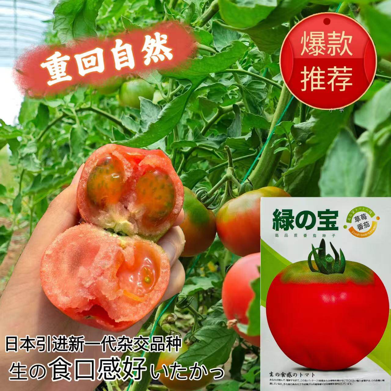 草莓番茄种子绿宝酸甜多汁西红柿菜籽日本引进一代杂交种原装正品