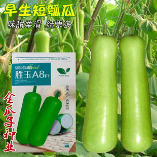 胜玉A8短瓠种子超早熟短棒瓠子高产抗病春秋四季蔬菜蒲瓜种子包邮