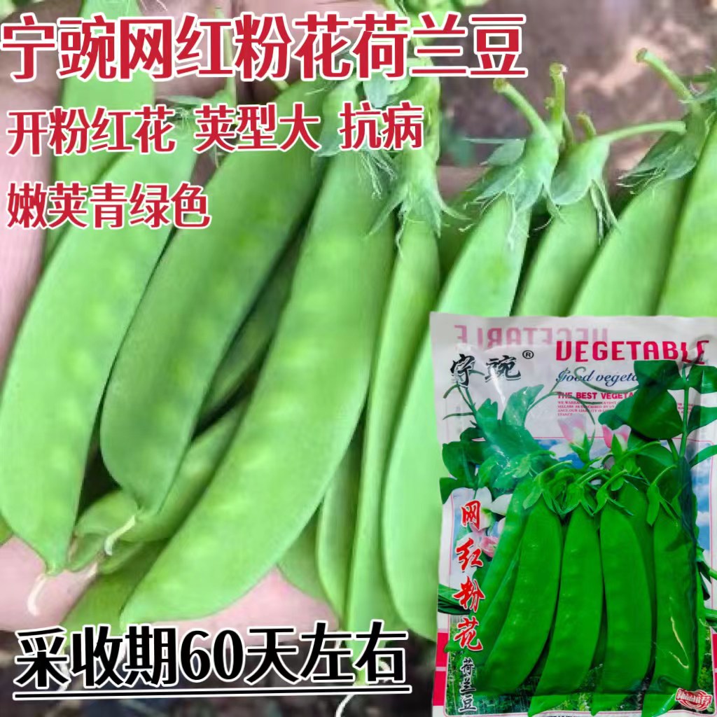 网红粉花荷兰豆种子豌豆苗四季甜蔬菜豌豆种籽孑籽种莱尖碗豆
