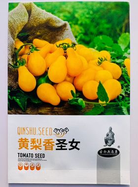 黄色圣女果种子小番茄早熟高产抗病耐热耐寒农家菜园大田基地种植