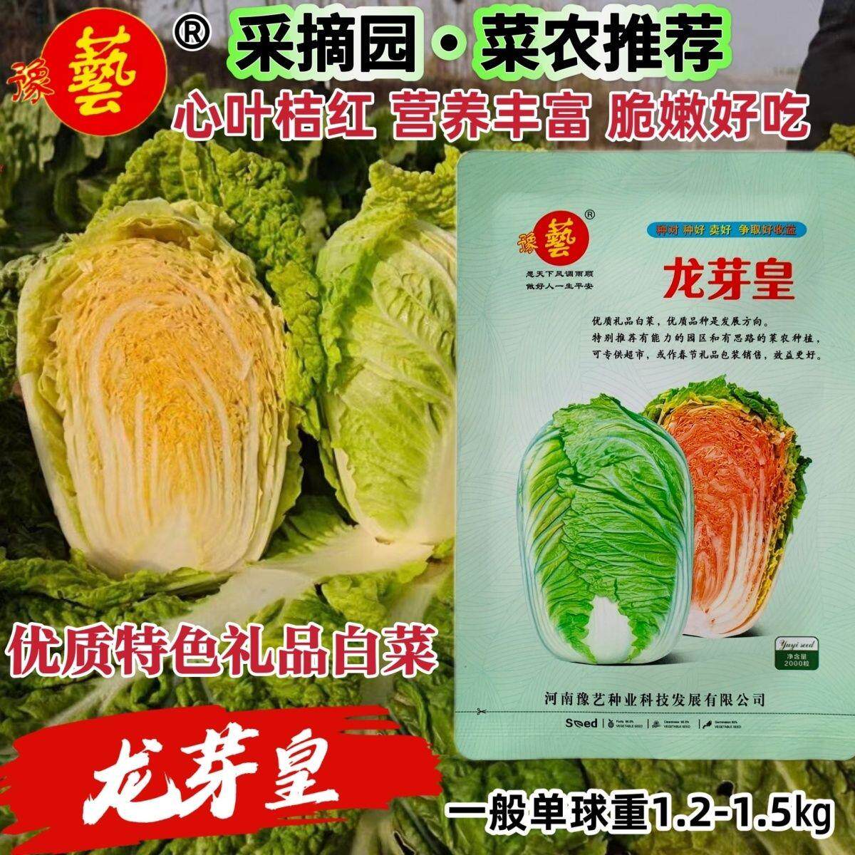 豫艺龙芽皇白菜种子桔红心特色大白菜种子秋季抗病优质蔬菜种籽