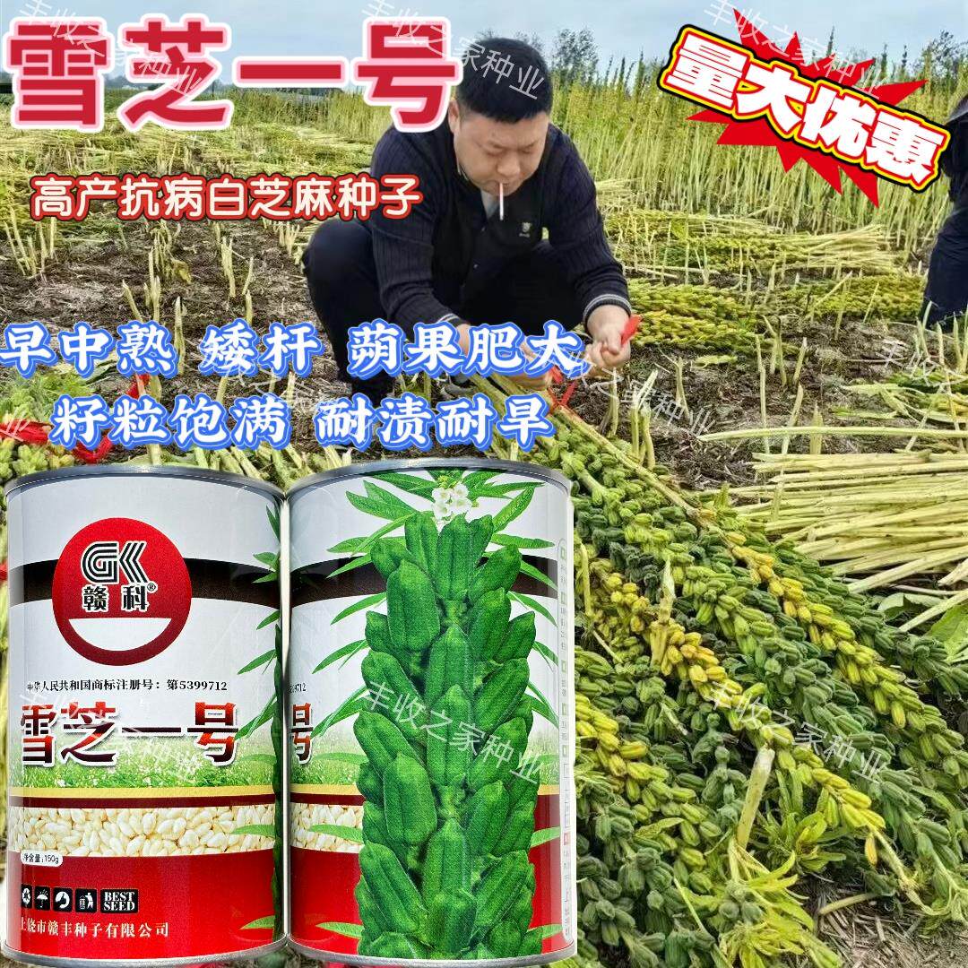 雪芝一号芝麻种子高油高产抗病耐旱芝麻种籽大田春夏季播芝麻籽孑