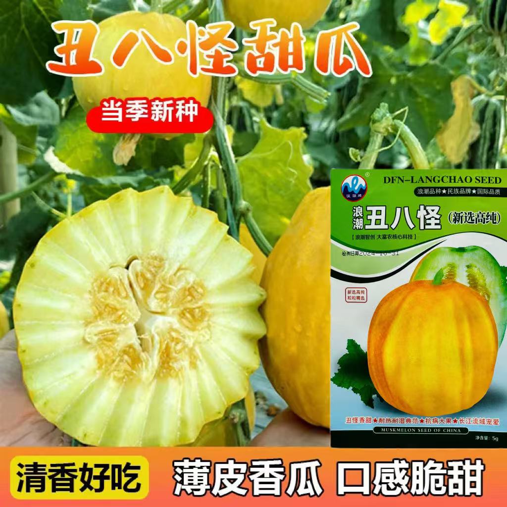 浪潮丑八怪甜瓜种籽金疙瘩甜瓜种春四季水果种子老品种脆甜八楞瓜