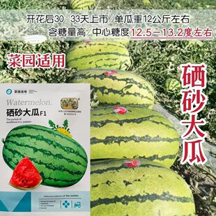 硒砂大瓜种籽大果型西瓜种子耐重茬含糖量高椭圆形大西瓜种子菜园