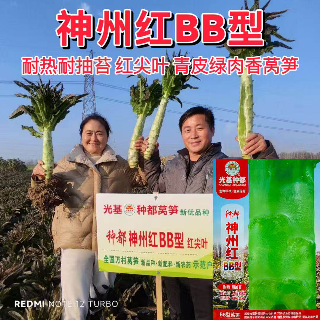 神州红BB型莴笋种子红尖叶皮绿肉质清香耐热耐抽苔高产莴苣春秋播