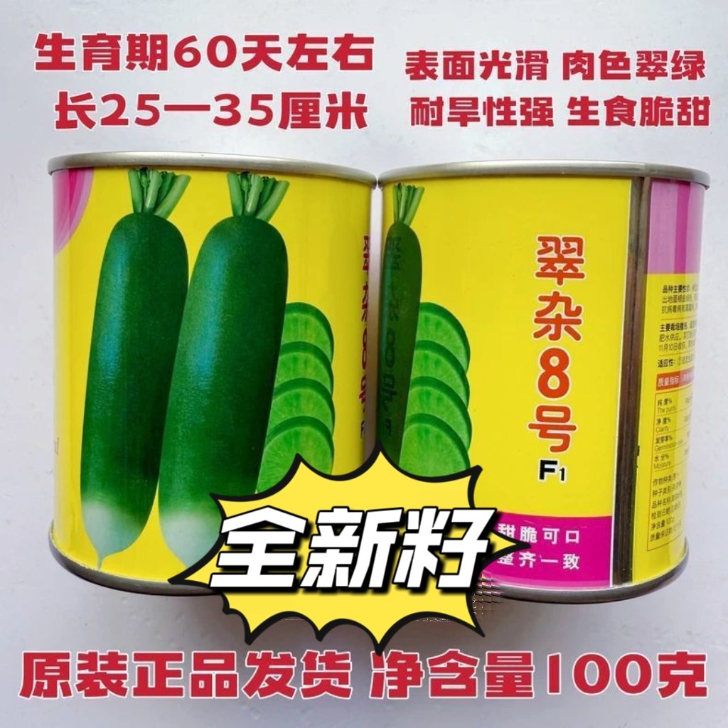 翠杂8号杂交青萝卜种子天津沙窝萝卜种籽抗病高产秋季播水果萝卜