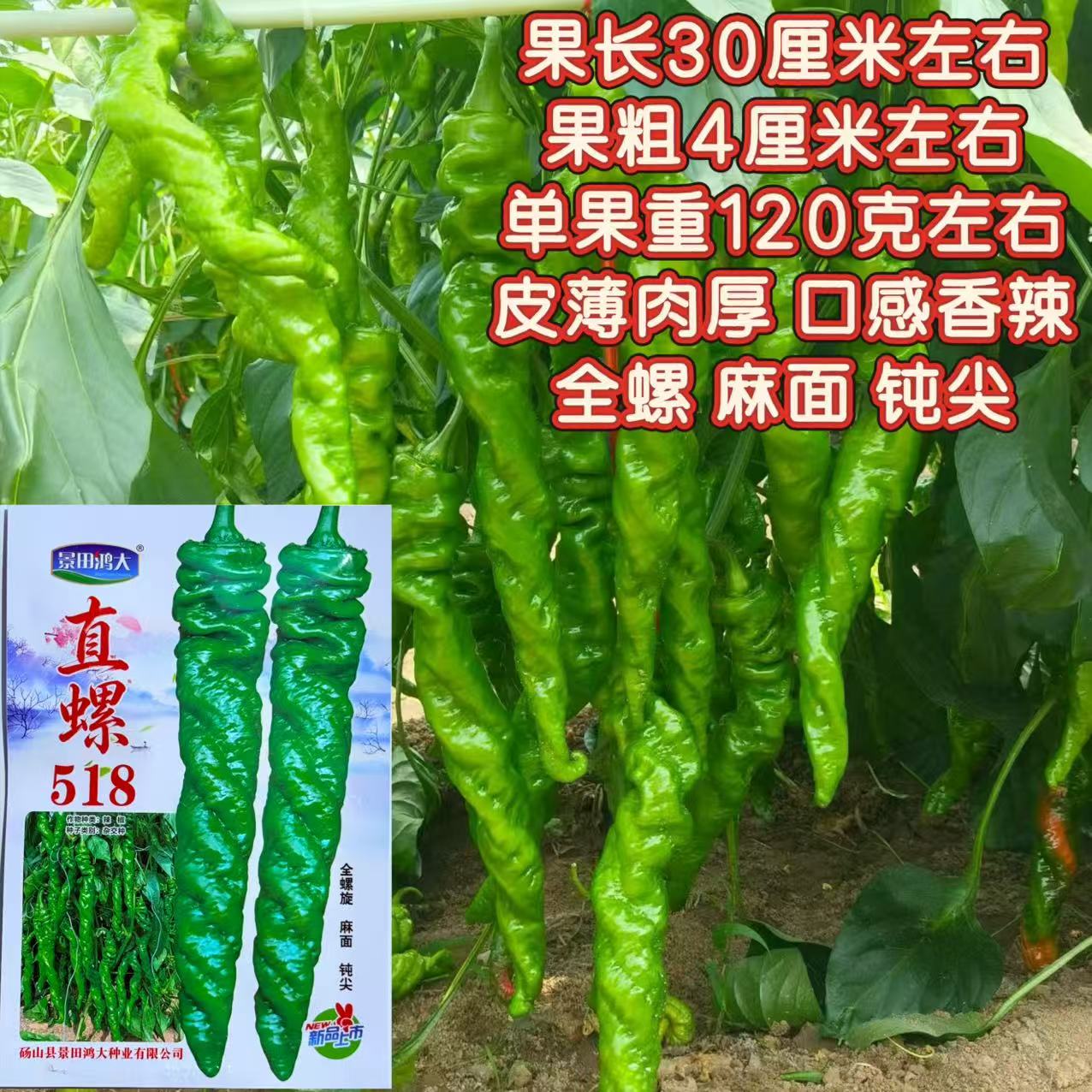 直螺518螺丝全螺种籽麻花螺旋香辣辣椒种子陇椒全螺形春季秋季