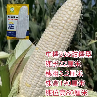中糯336白玉米超甜高产粘糯大棒