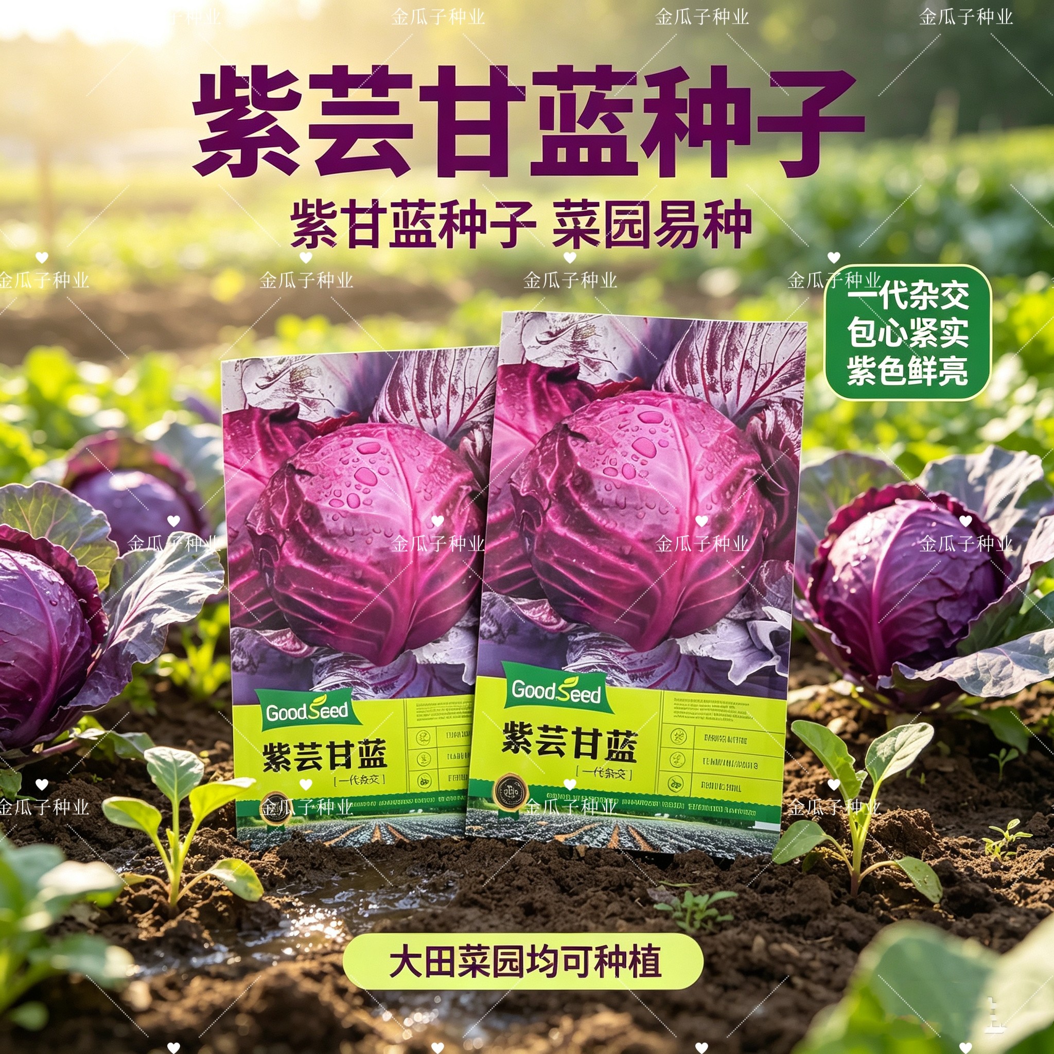 紫芸甘蓝种子紫甘蓝紫色包心菜籽菜用甘蓝种子一代杂交紫包菜种孑
