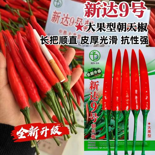 新达9号朝天椒种子正品原装大果朝天椒种籽中晚熟品种鲜红油亮