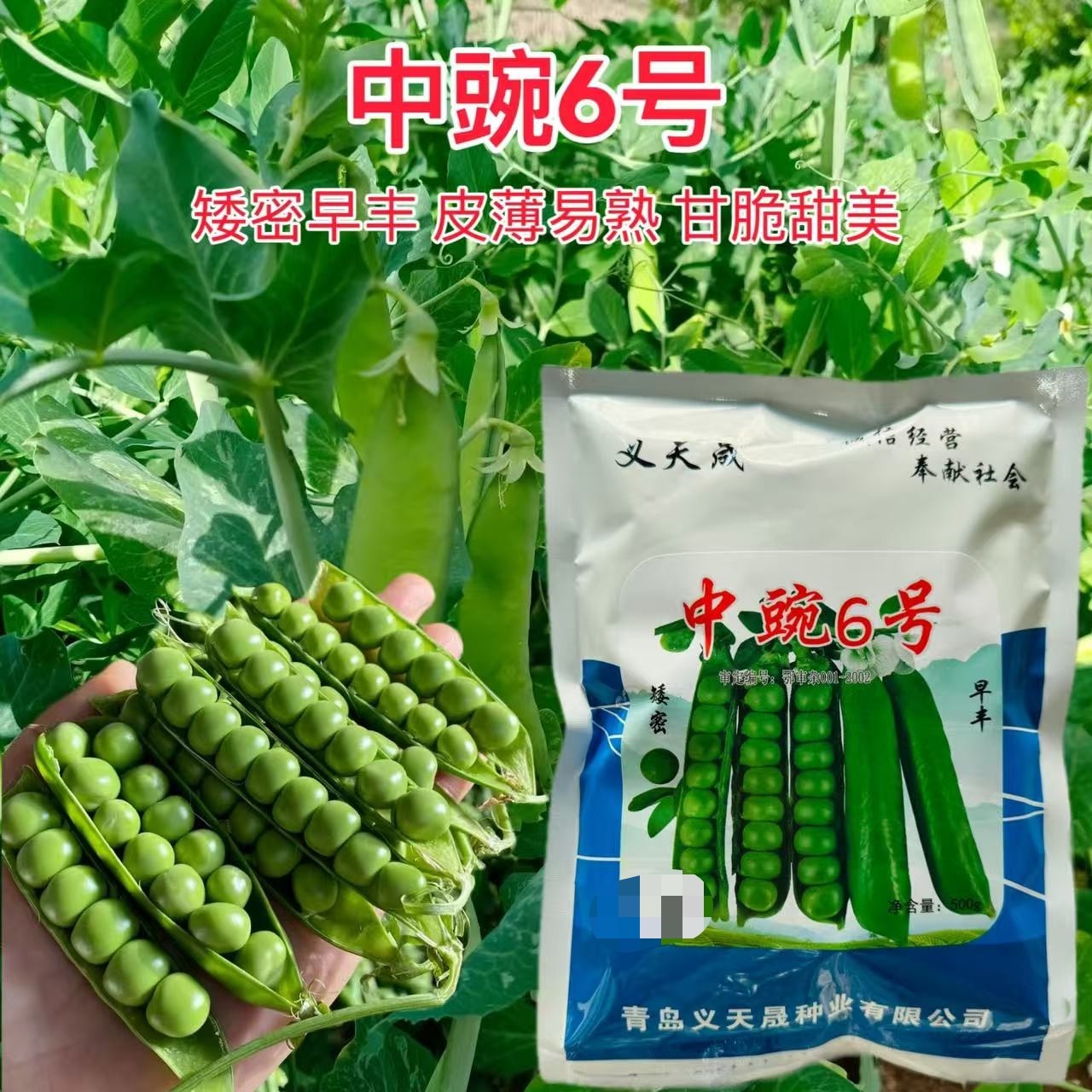中豌6号豌豆种籽种子早熟甜脆青碗豆带壳长寿仁散装抗寒蔬菜种孓