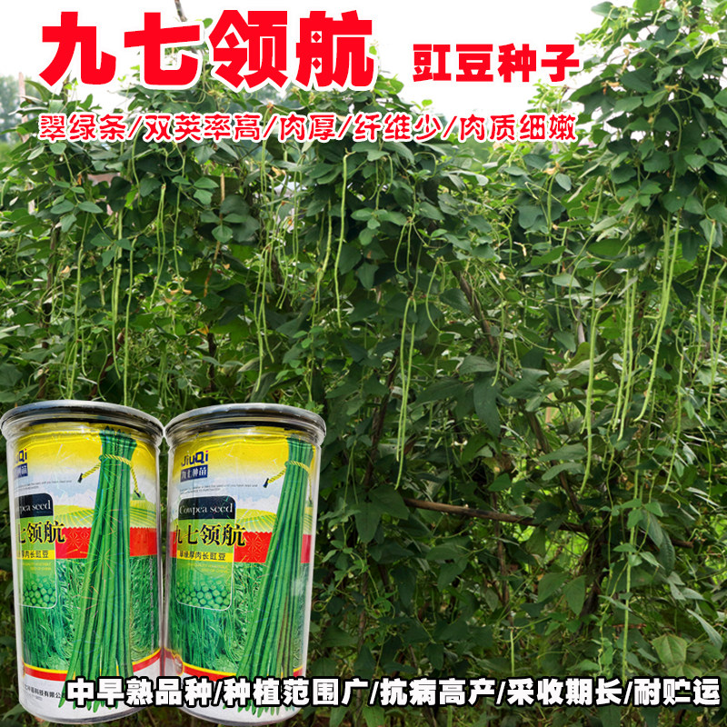 九七领航绿条豇豆角种籽孑高产蔬菜种子春夏秋四季耐高温农家新鲜