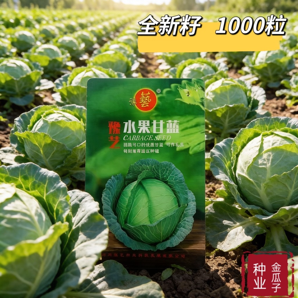 豫艺水果甘蓝种子甜脆莲花白种子甘兰种籽包心菜卷心菜扁包菜种子
