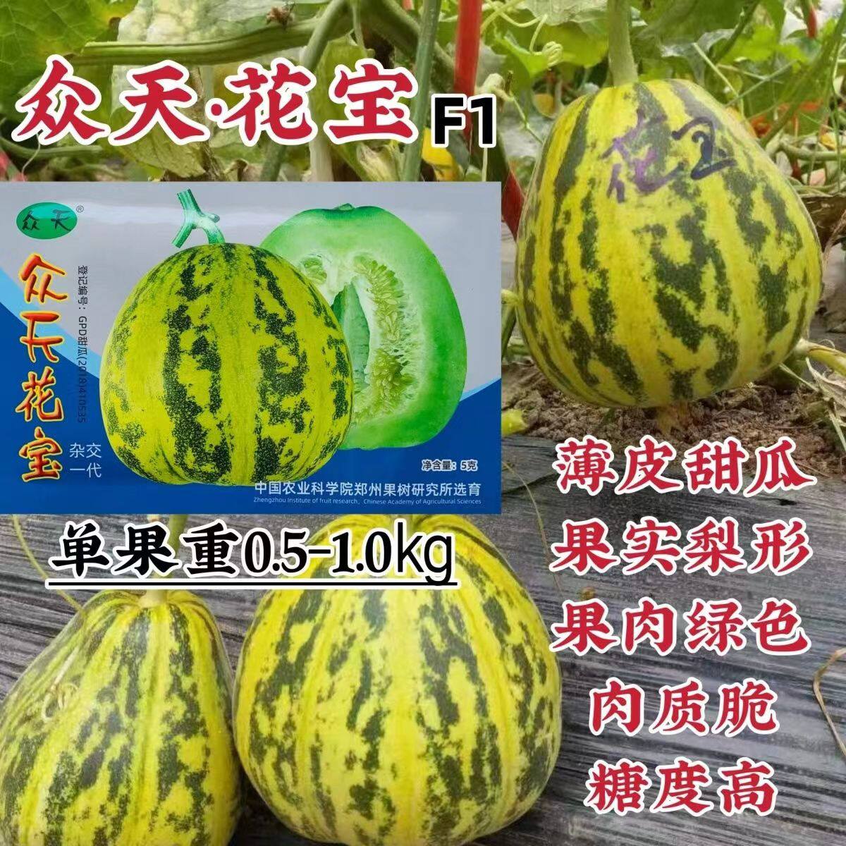 众天花宝甜瓜种子杂交薄皮甜瓜种籽果实梨形肉绿八里香香瓜孑高糖