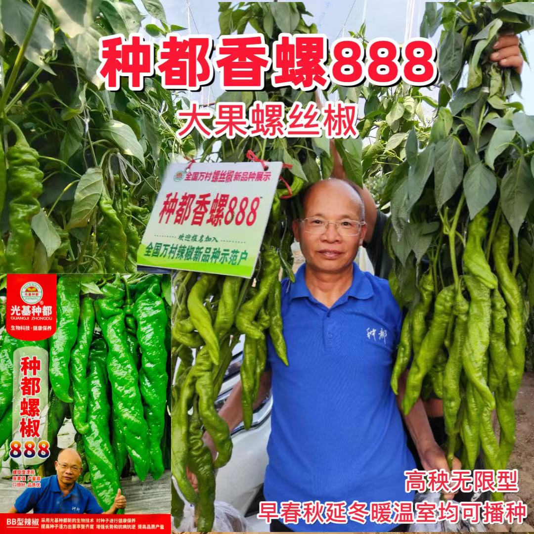 种都螺椒888辣椒种子高秧大果无限生长型全螺螺丝椒种籽香辣皮厚