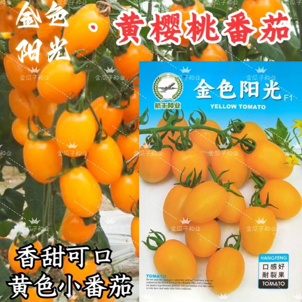 金色阳光黄色樱桃番茄种子超甜黄色圣女果小柿子西红柿盆栽蔬菜籽