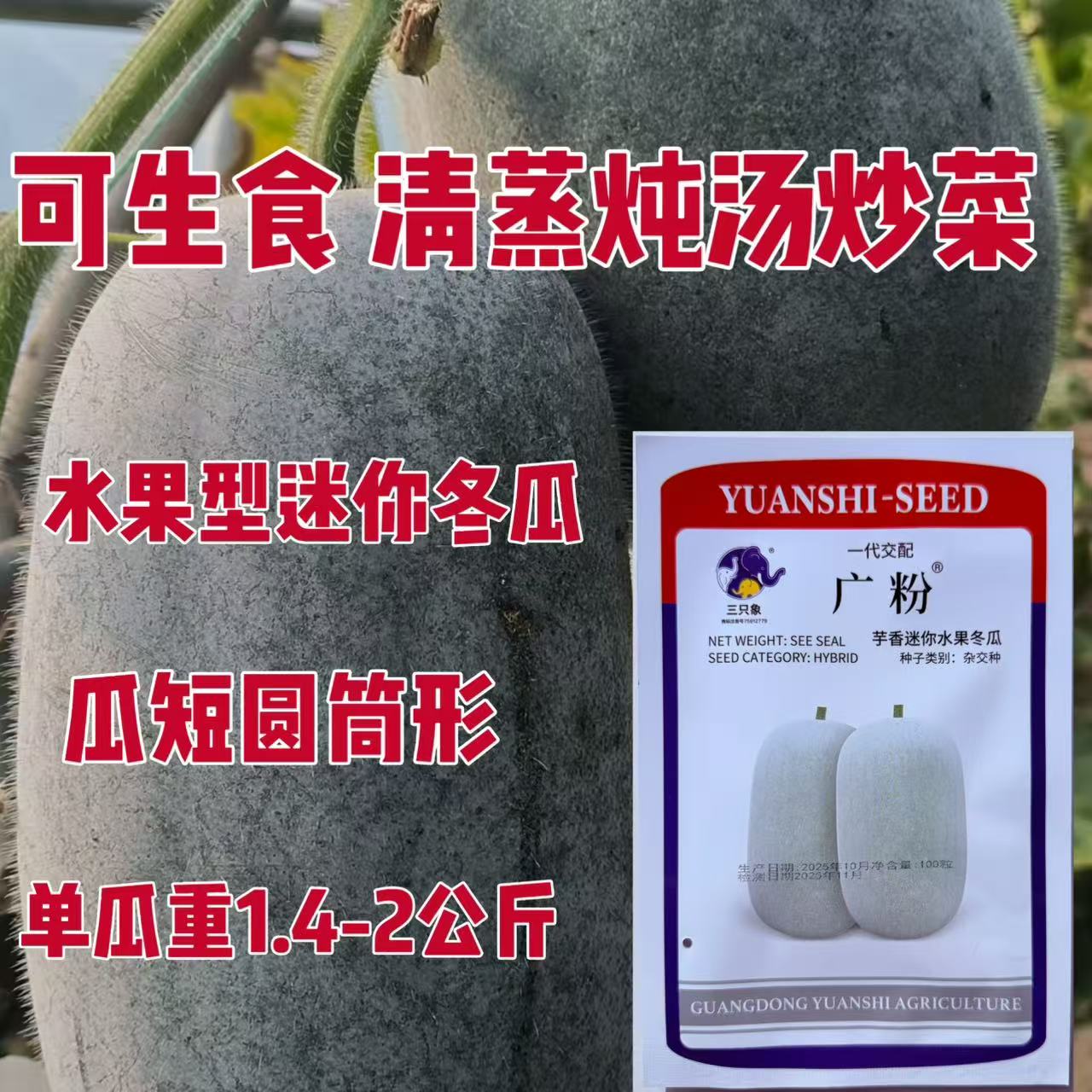 广粉芋香迷你水果冬瓜种子中早熟粉皮小冬瓜种籽肉厚抗病耐贮运孑