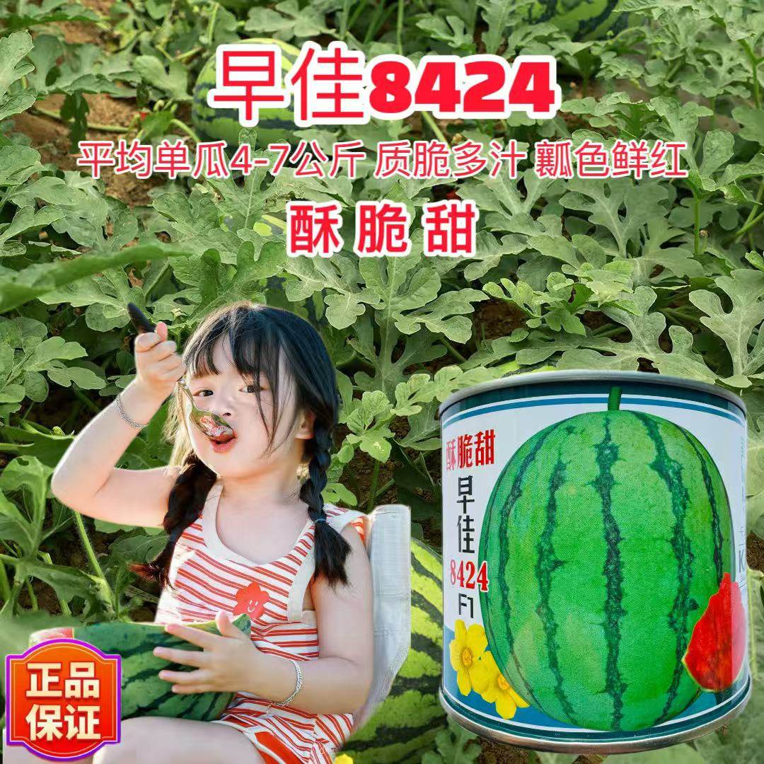 酥脆甜早佳8424西瓜种子早熟薄皮大红瓤质脆多汁耐高温抗高湿瓜种