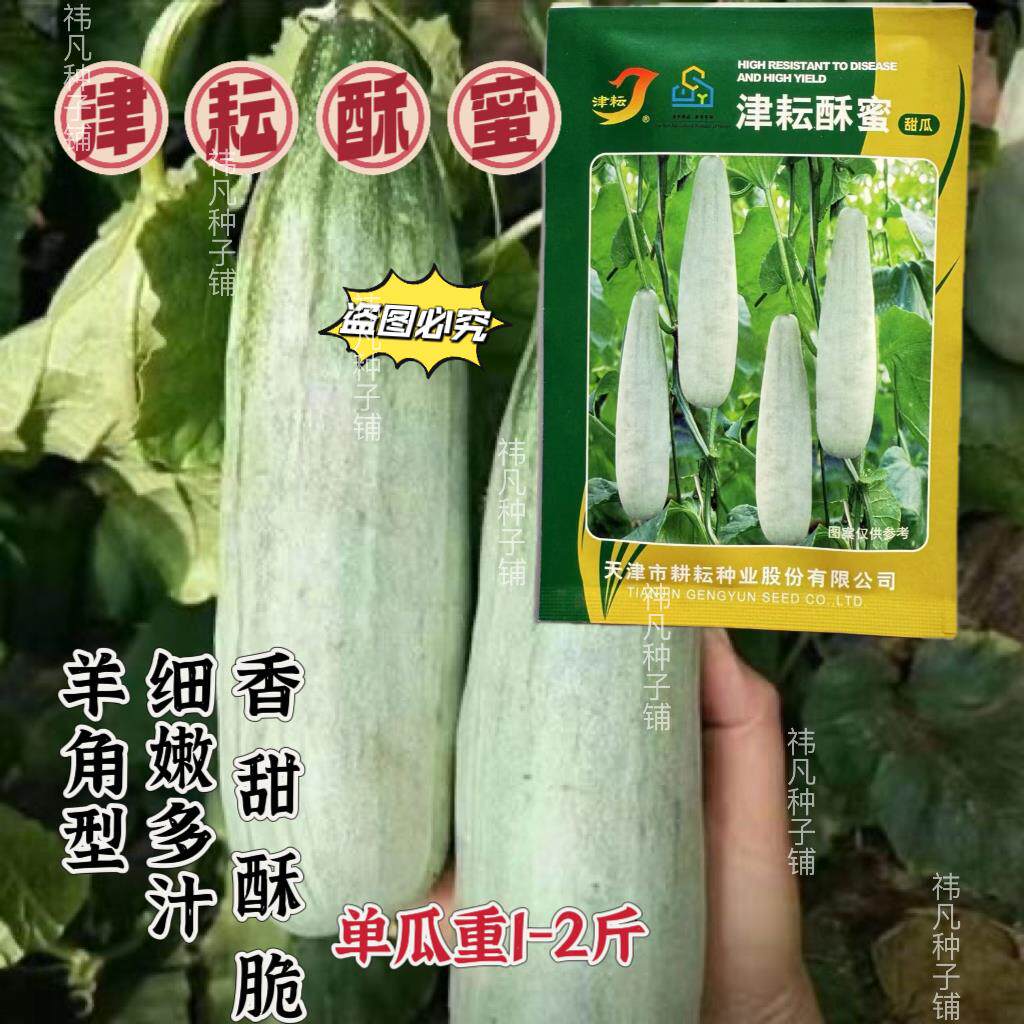 津耘酥蜜羊角蜜甜瓜种子口感好香甜酥脆高产抗病商品性佳春播