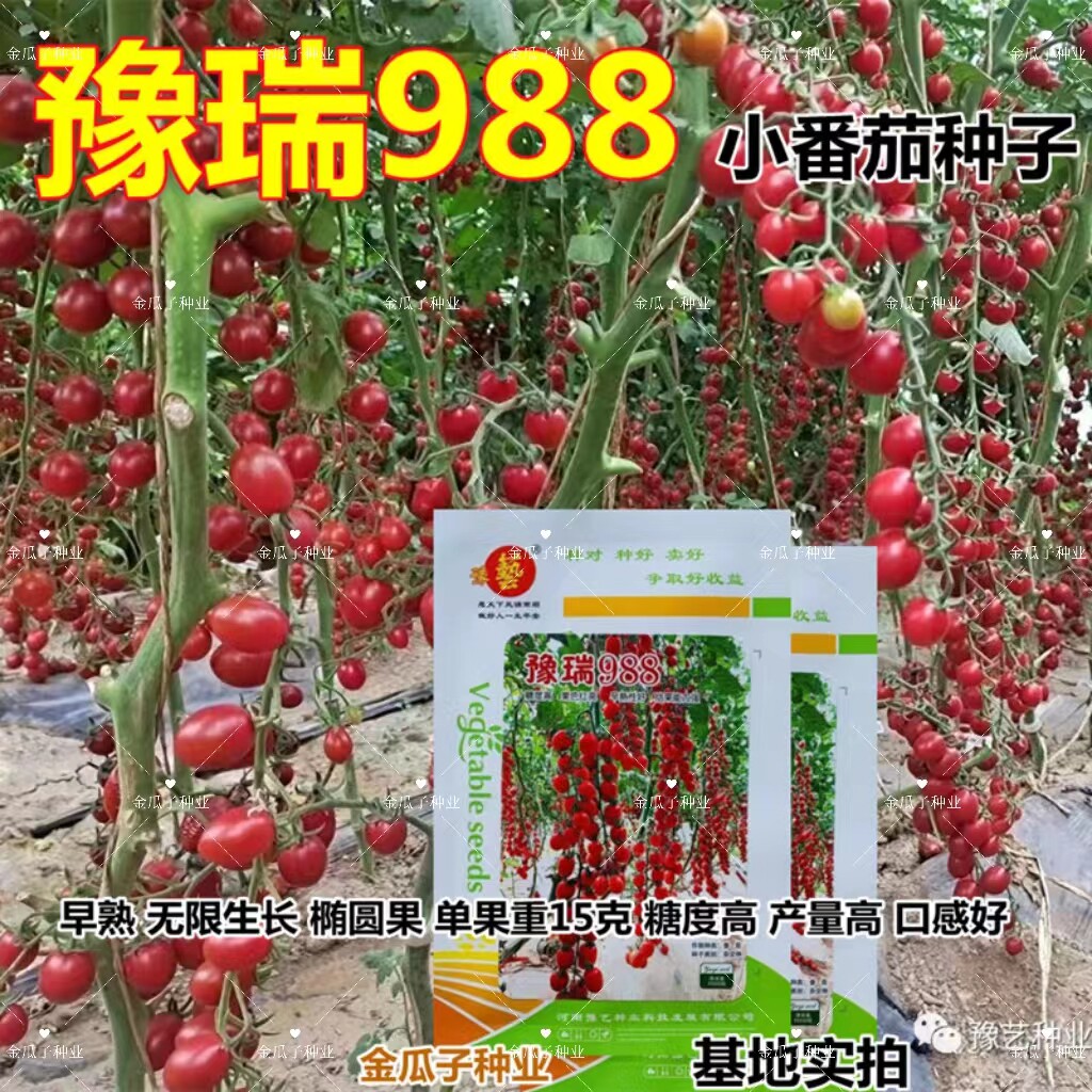 豫瑞988小番茄高糖高产抗病多汁