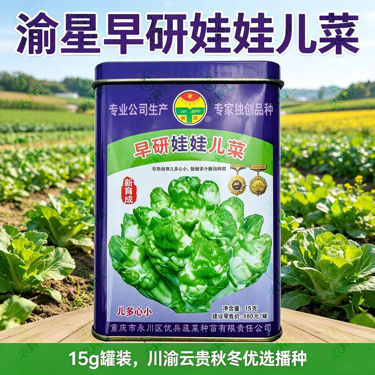 早研娃娃儿菜种子早熟耐寒儿菜种籽母子菜种子芥菜种子 榨菜 种子