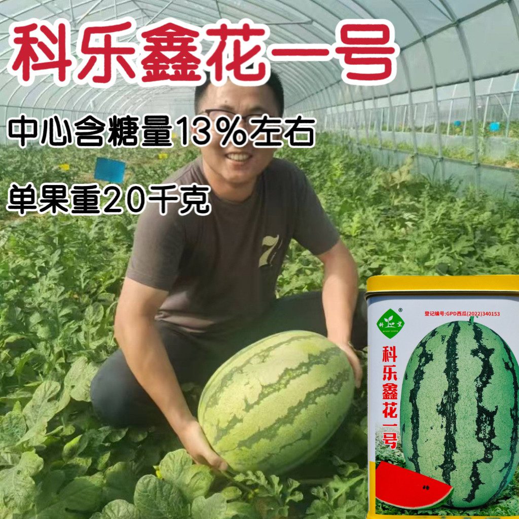 科乐鑫花一号西瓜种子大果椭圆形大红瓤硒砂瓜种籽春播水果瓜果籽