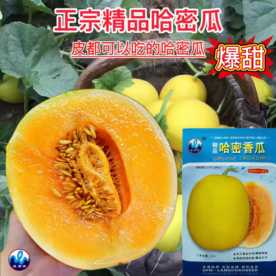 正宗哈密香甜瓜种子早熟果实皮黄色肉质酥嫩爽口香甜纯正香瓜种子