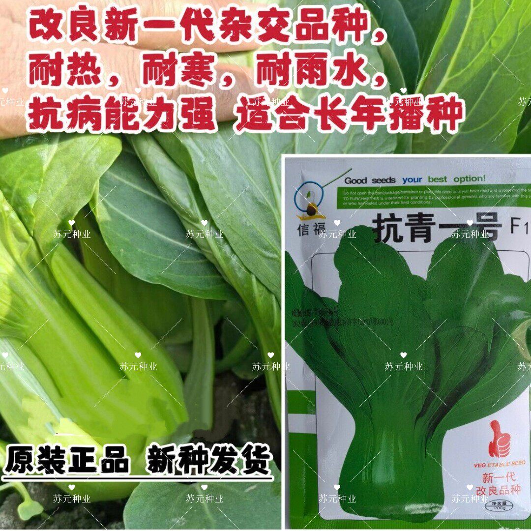 抗青一号青菜种子高产抗病耐热耐寒改良一代杂交小白菜上海青种籽