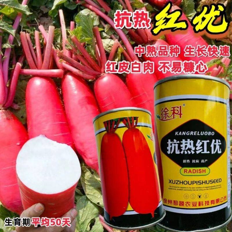 抗热红优红皮白肉杂交萝卜种子早熟耐热高产大田基地种植