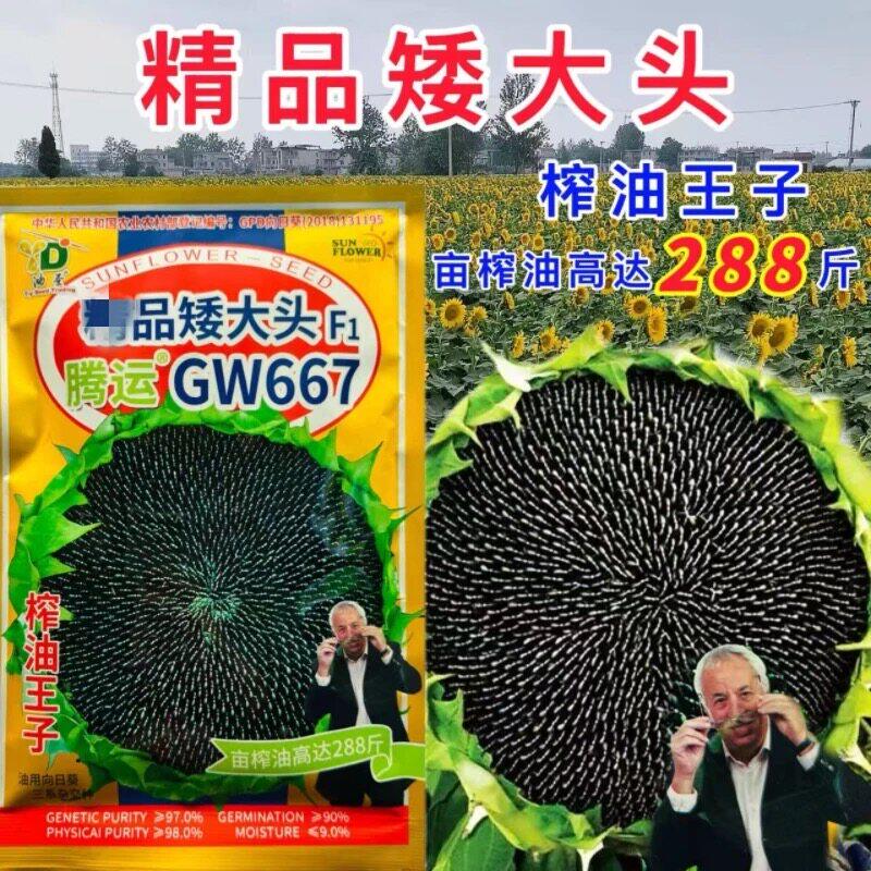 GW667油葵种子食用向日葵种子大粒饱满高产矮生葵花瓜籽孑