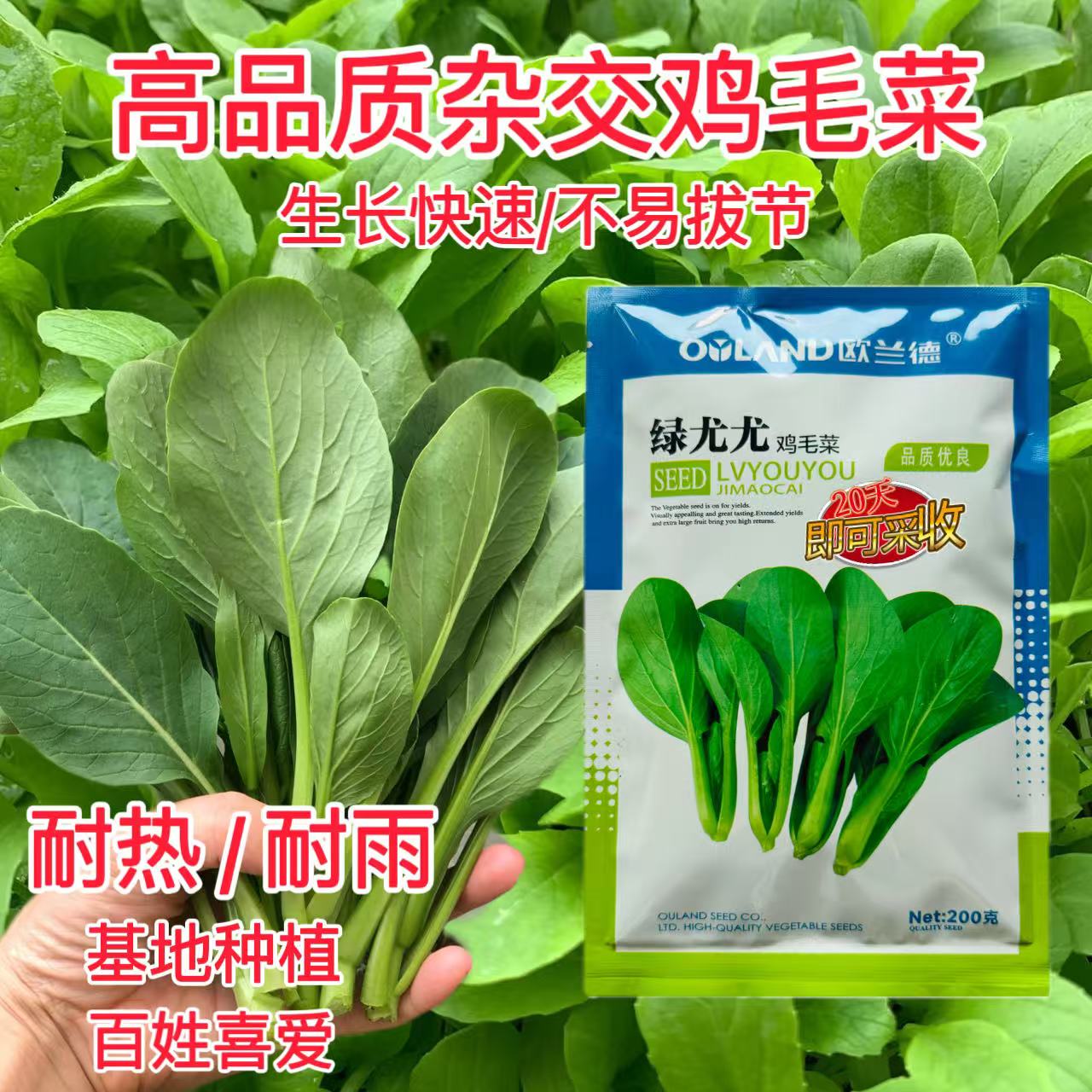 绿尤尤鸡毛菜种子籽杂交青梗耐热湿四季夏季速生鸡毛菜籽不易拔节