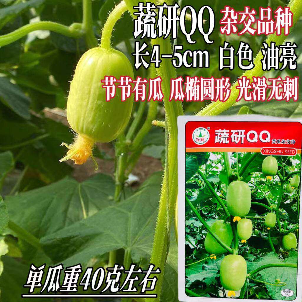 种籽蔬研QQ黄瓜种子强雌光滑无刺早熟高产春秋播水果黄瓜种籽