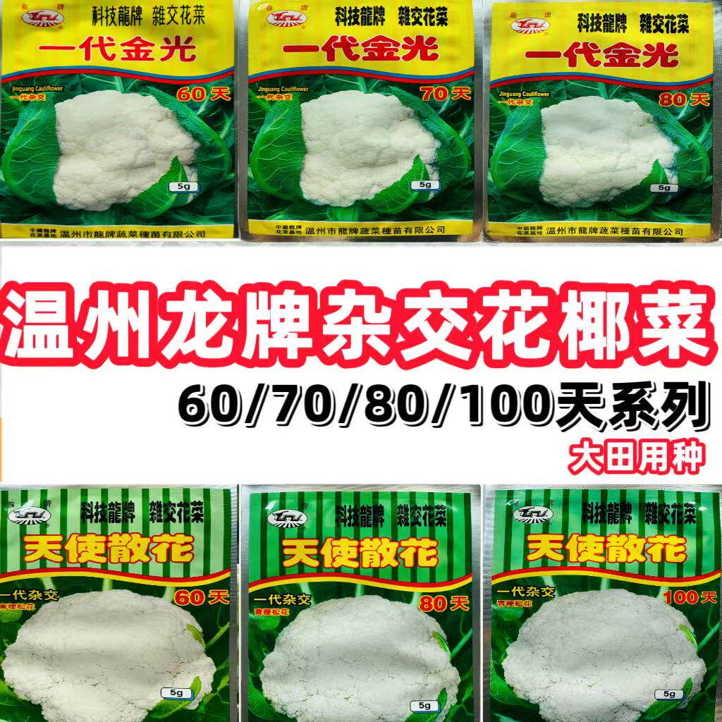 温州龙牌60/70/80/100天杂交花椰菜种子大田用种花椰菜花菜种子籽