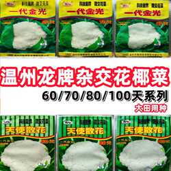 温州龙牌60/70/80/100天杂交花椰菜种子大田用种花椰菜花菜种子籽