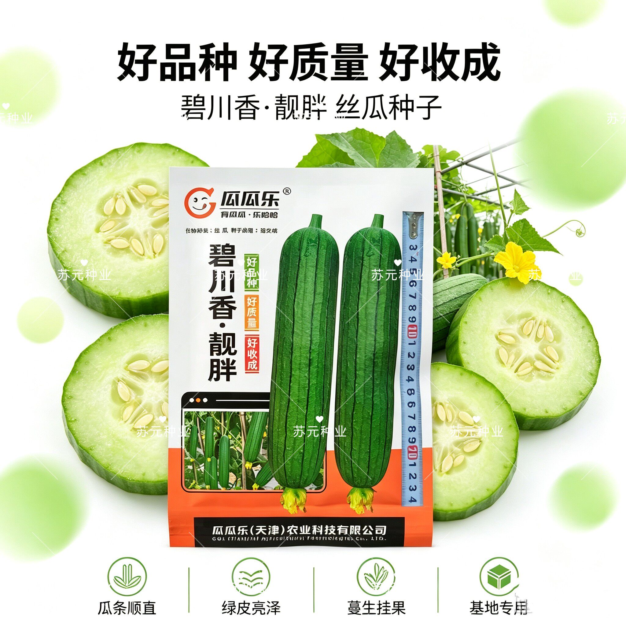 碧川香靓胖丝瓜种子早熟短棒皮色油青丝瓜种籽硬度好肉质细腻高产