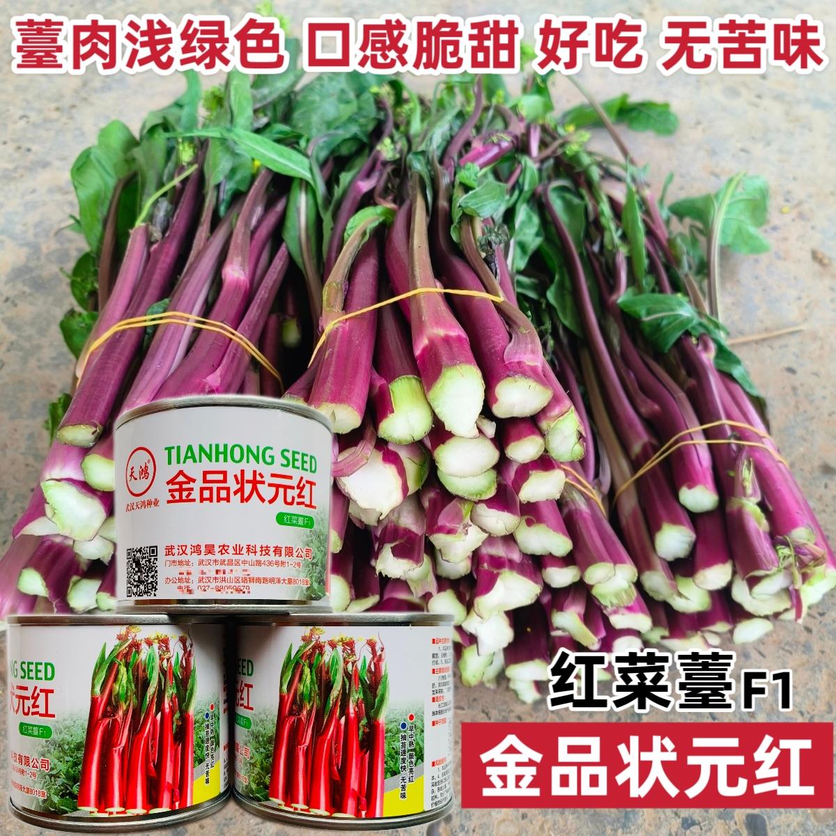 金品状元红菜薹种子脆甜无苦味薹叶尖小且少薹肉浅绿色红菜苔种子