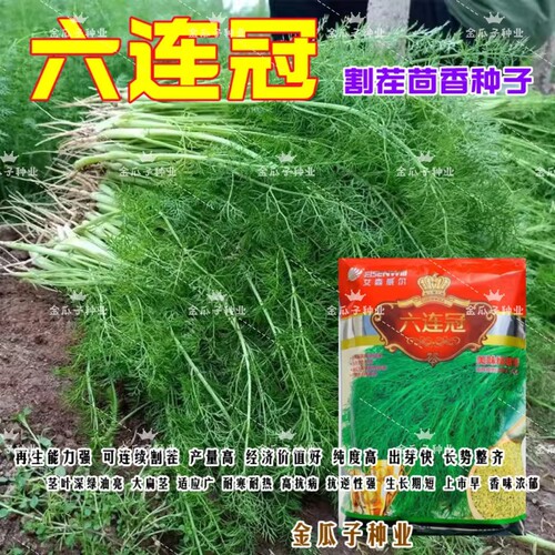 六连冠割茬茴香浓香型耐寒耐热