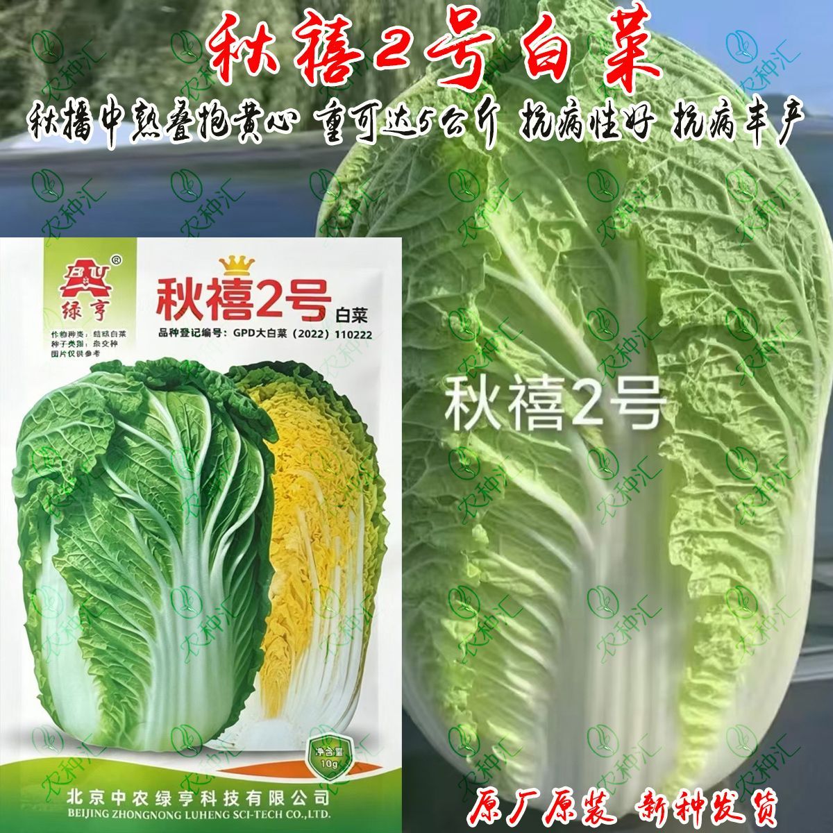 秋禧2号大白菜种子黄心秋播大白菜抗病耐贮高产口感好白菜种籽子