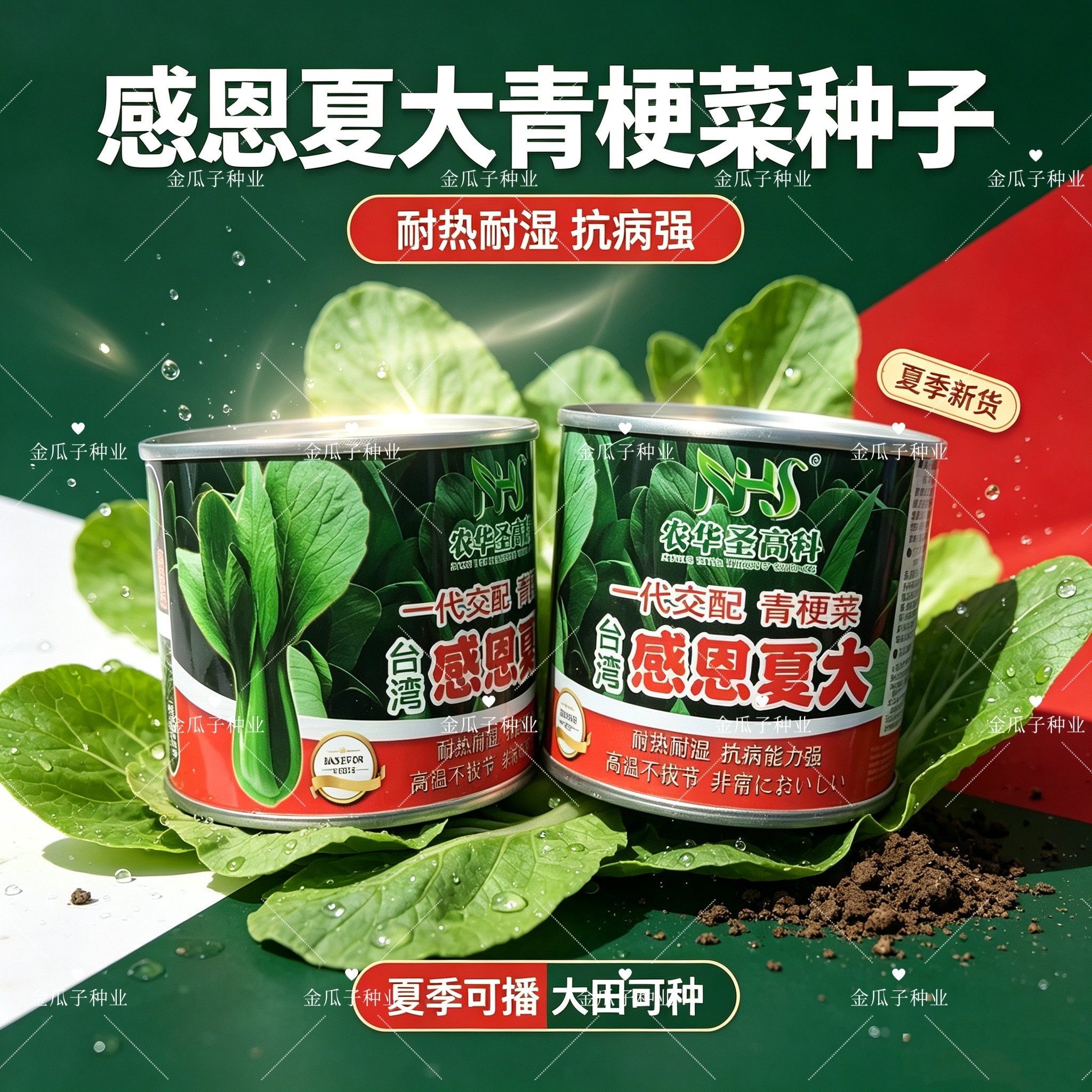 感恩夏大青梗菜种子耐高温不拔节夏秋播种青菜种子耐雨耐热蔬菜籽