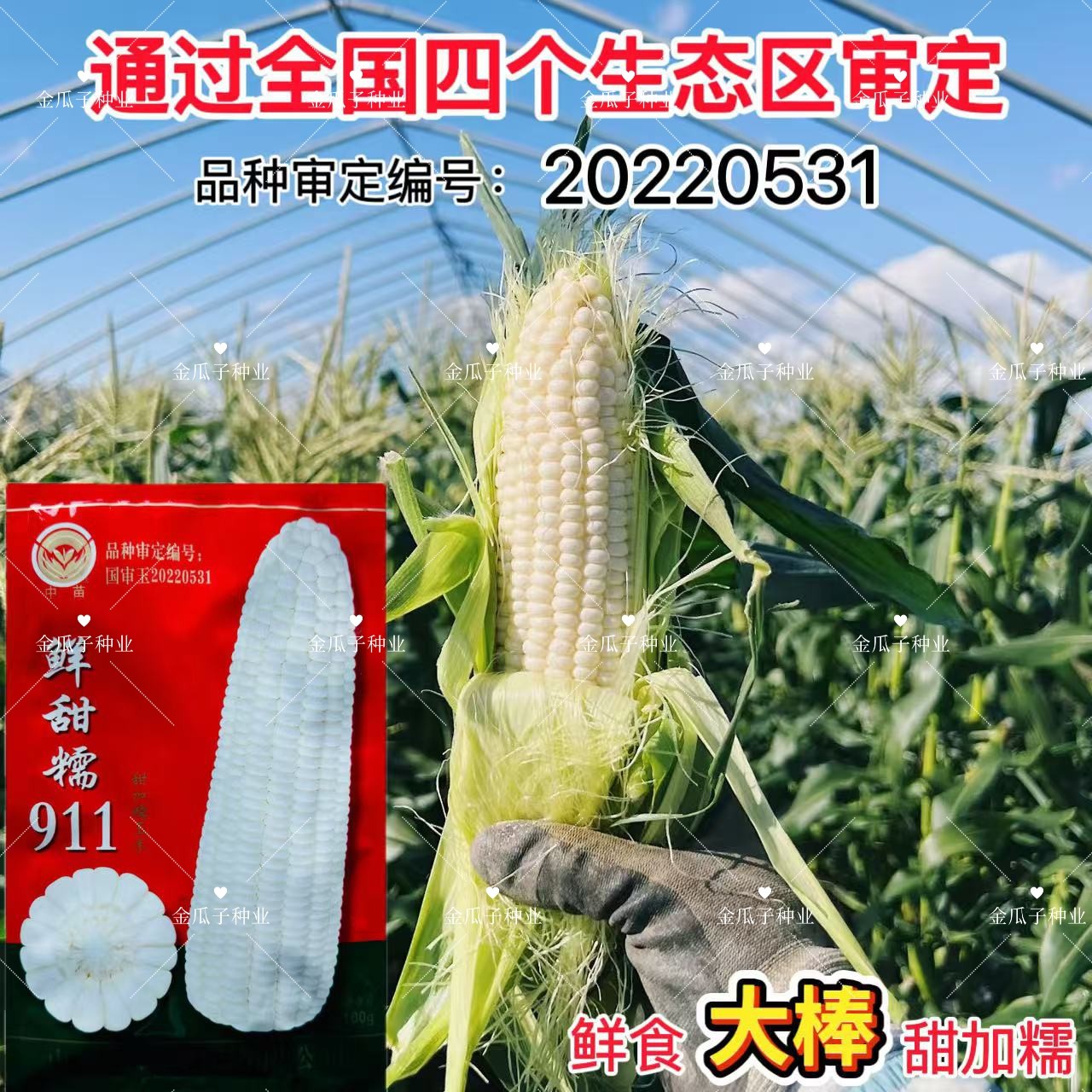 中苗鲜甜糯911杂交鲜食玉米种子甜糯玉米种籽大棒 甜加糯玉米种子