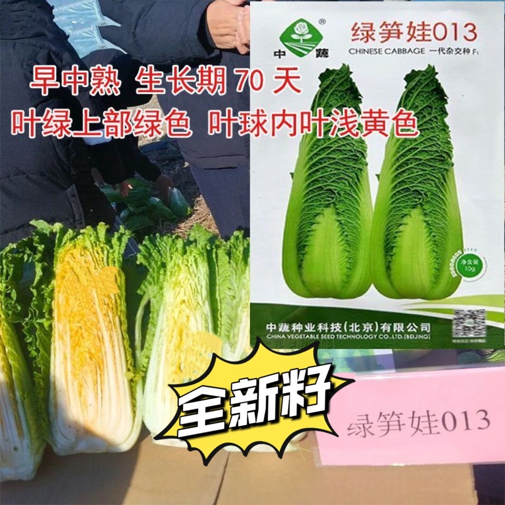 绿笋娃013大白菜种子早中熟高产抗病春秋播种白菜种蔬菜种籽孑