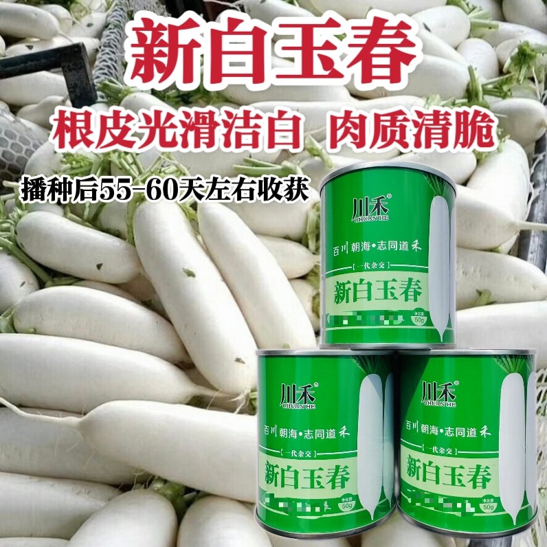 新改良白玉春萝卜种子春秋大白萝卜种子清脆味甜根皮光滑